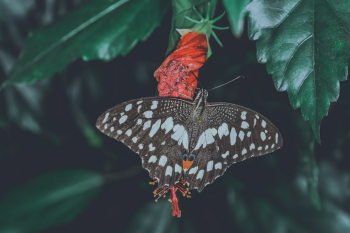 Butterfly on Red Flower Butterfly on Red Flower