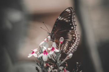 Butterfly On White Petaled Flowers Butterfly On White Petaled Flowers