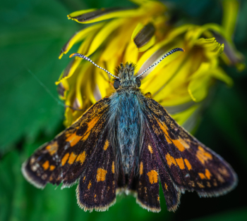 Butterfly On Yellow Flower Butterfly On Yellow Flower