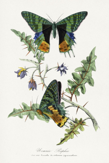 Butterfly painting, Le Jardin Des | Free Photo Illustration - rawpixel Butterfly painting, Le Jardin Des | Free Photo Illustration - rawpixel