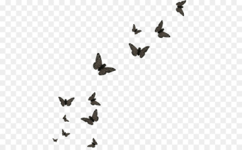 Butterfly Papillon dog Editing - Butterfly group Butterfly Papillon dog Editing - Butterfly group