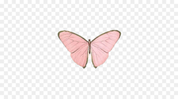Butterfly Papillon dog Insect Nymphalidae Pink - Pink butterfly 