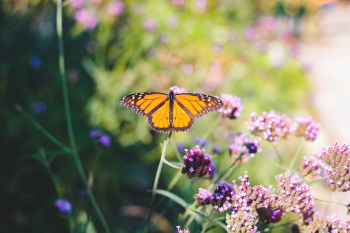 Butterfly Perching on Flower Butterfly Perching on Flower