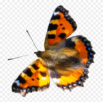 Butterfly Png By Bunny With Camera - Butterfly Butterfly Png By Bunny With Camera - Butterfly