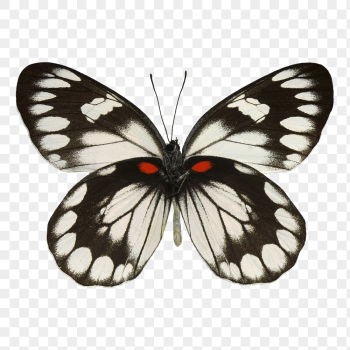 Butterfly png sticker, animal cut | Free PNG - rawpixel Butterfly png sticker, animal cut | Free PNG - rawpixel
