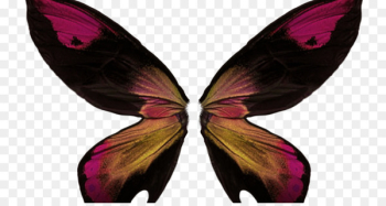 Butterfly Portable Network Graphics Image Insect Wing - butterfly 