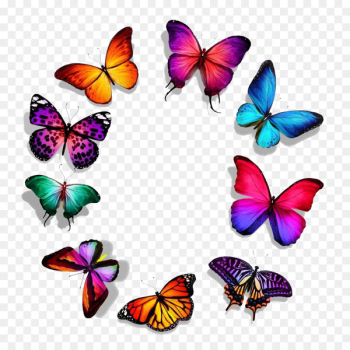 Butterfly Royalty-free Stock photography - Butterfly Series,-,Beautiful butterfly circle of 
