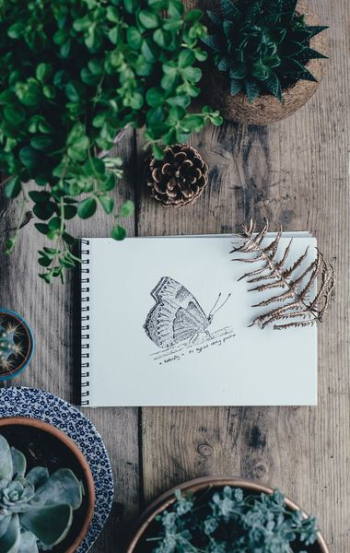butterfly sketch on white sketchbook butterfly sketch on white sketchbook