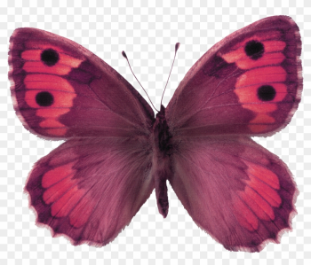 Butterfly Stock Photography The Hermit - Living Nature Butterfly Stock Photography The Hermit - Living Nature