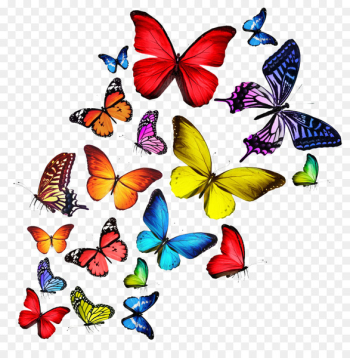 Butterfly T-shirt Stock photography Wallpaper - Colorful butterfly 