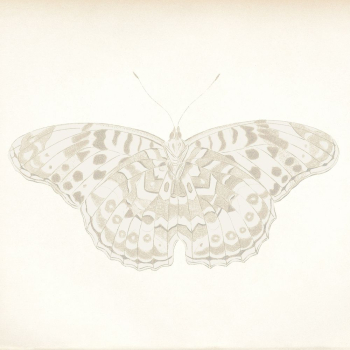 Butterfly vintage illustration | Free Photo Illustration - rawpixel Butterfly vintage illustration | Free Photo Illustration - rawpixel