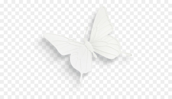 Butterfly White Black - White three-dimensional butterfly Butterfly White Black - White three-dimensional butterfly