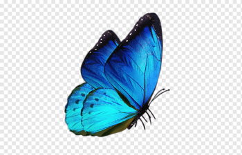 Butterfly White, blue butterfly, blue, antiquity, brush Footed Butterfly png