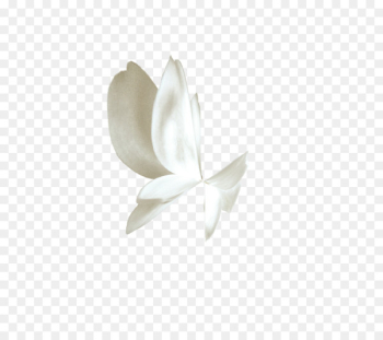 Butterfly White Gratis - White butterfly Butterfly White Gratis - White butterfly
