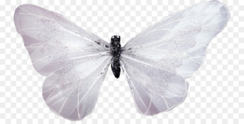Butterfly White - White Butterfly Butterfly White - White Butterfly