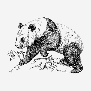 BW panda, vintage animal clipart. | Free Photo Illustration - rawpixel