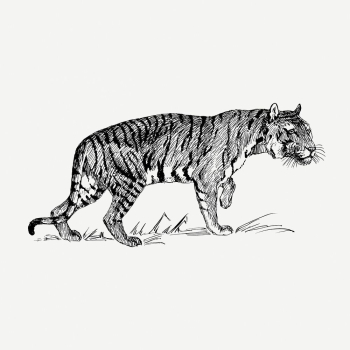 BW tiger, vintage animal illustration | Free PSD Illustration - rawpixel