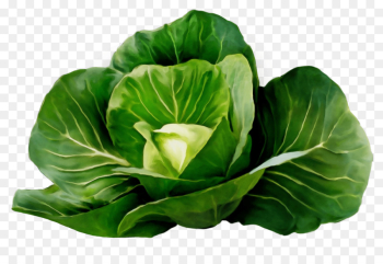 cabbage green flower leaf leaf vegetable cabbage green flower leaf leaf vegetable