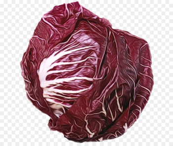 cabbage red cabbage radicchio leaf vegetable vegetable cabbage red cabbage radicchio leaf vegetable vegetable