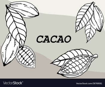 cacao pod with beans freehand drawing on white