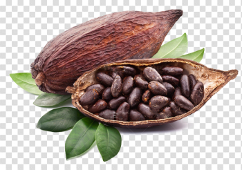 Cacaos PNG High-Quality Image Cacaos PNG High-Quality Image