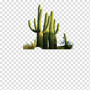 Cactaceae Desert Computer file, cactus transparent background PNG clipart Cactaceae Desert Computer file, cactus transparent background PNG clipart