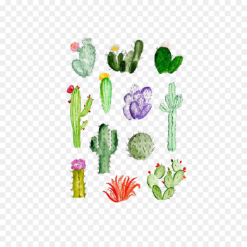 Cactaceae Drawing Watercolor painting Succulent plant - cactus 