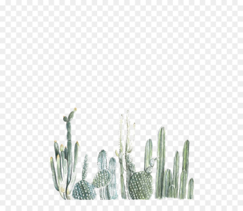 Cactaceae Paper Printing Painting Printmaking - cactus Cactaceae Paper Printing Painting Printmaking - cactus