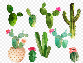 Cactaceae Watercolor painting Drawing - Drawing cactus flowering cactus collection 