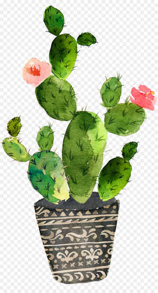 Cactaceae Watercolor painting Succulent plant - cactus Cactaceae Watercolor painting Succulent plant - cactus
