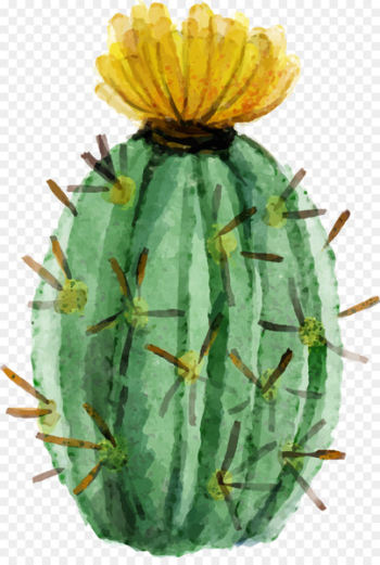 Cactaceae Watercolor painting Succulent plant - Watercolor painted fleshy cactus 