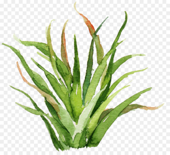 Cactaceae Watercolor painting Wall decal Poster - Sen Department aesthetic aloe cactus 
