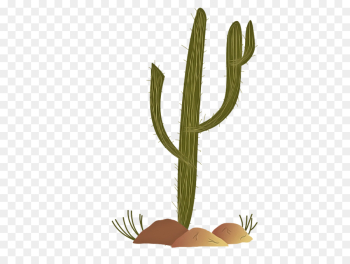 Cactus Cactus
