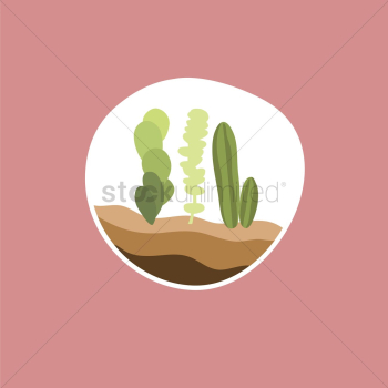 Cactus Cactus