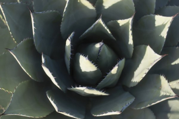 Cactus Close Up In Green Cactus Close Up In Green