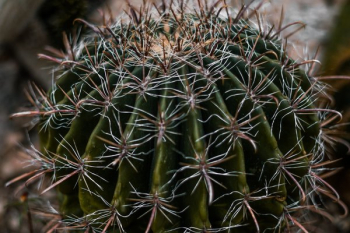 Cactus Closeup Cactus Closeup