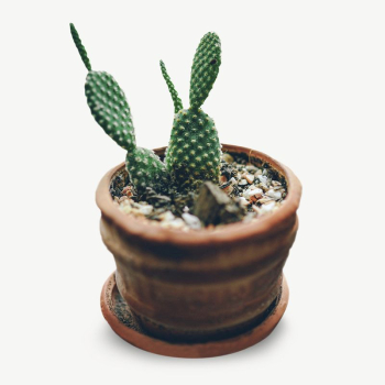 Cactus collage element psd | Free PSD - rawpixel Cactus collage element psd | Free PSD - rawpixel