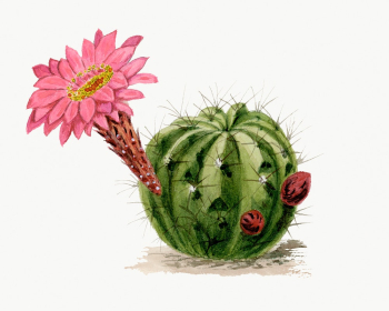 Cactus drawing, aesthetic vintage flower | Free Photo Illustration - rawpixel