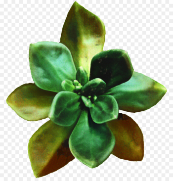 Cactus Et Succulentes, Cactus And Succulents, Succulent Plant, Flower, Green PNG