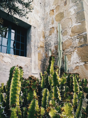 Cactus Growth By Stone Wall Cactus Growth By Stone Wall