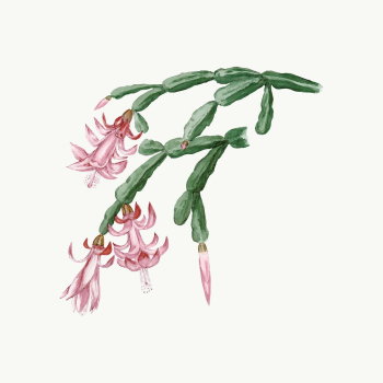 Cactus illustration, aesthetic floral illustration | Free Vector Illustration - rawpixel