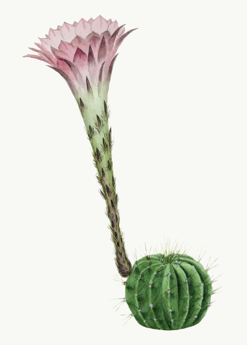 Cactus illustration, aesthetic floral illustration | Free Vector Illustration - rawpixel