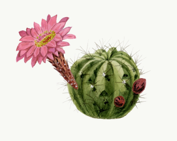 Cactus illustration, aesthetic floral illustration | Free Vector Illustration - rawpixel