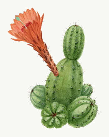 Cactus illustration, aesthetic floral illustration | Free Vector Illustration - rawpixel