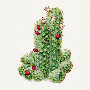 Cactus illustration, botanical drawing | Free Photo Illustration - rawpixel Cactus illustration, botanical drawing | Free Photo Illustration - rawpixel