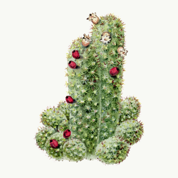 Cactus illustration vector design element | Free Vector Illustration - rawpixel Cactus illustration vector design element | Free Vector Illustration - rawpixel