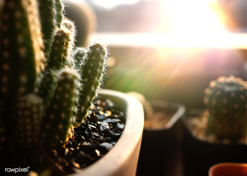 Cactus nature botany | Free stock photo - 1343