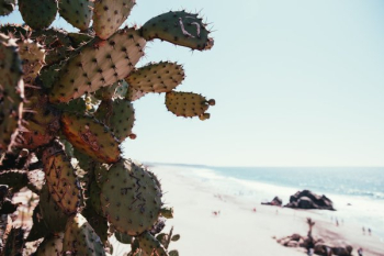 Cactus On Beach Cactus On Beach