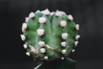 Cactus Plant Cactus Plant