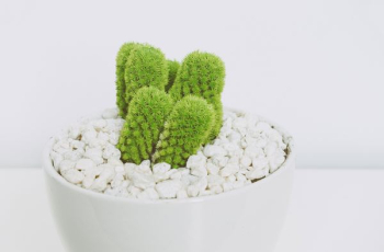 cactus plant cactus plant